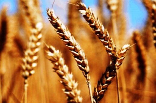 Wheat support price increases to Rs1,950/40kg