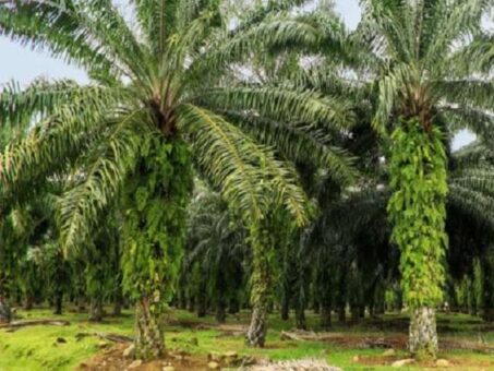 Indonesia resumes palm oil shipment to Pakistan