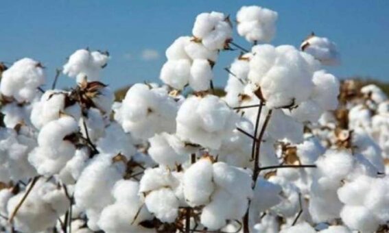 Pakistan cotton prices surge due to flood devastations