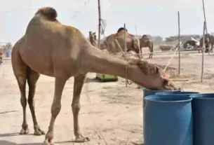 More than 400 Camels Arrive at Northern Bypass Cattle Market